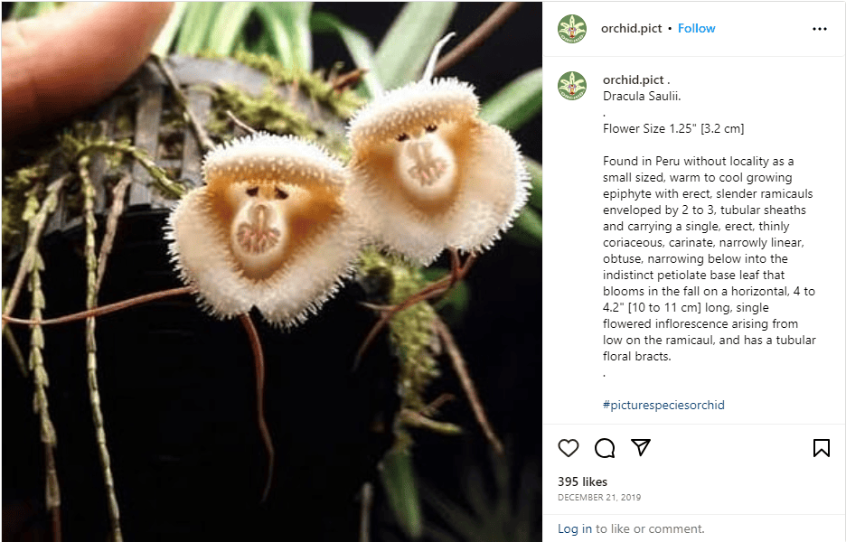 These Rare Orchids Look Just Like Monkeys
