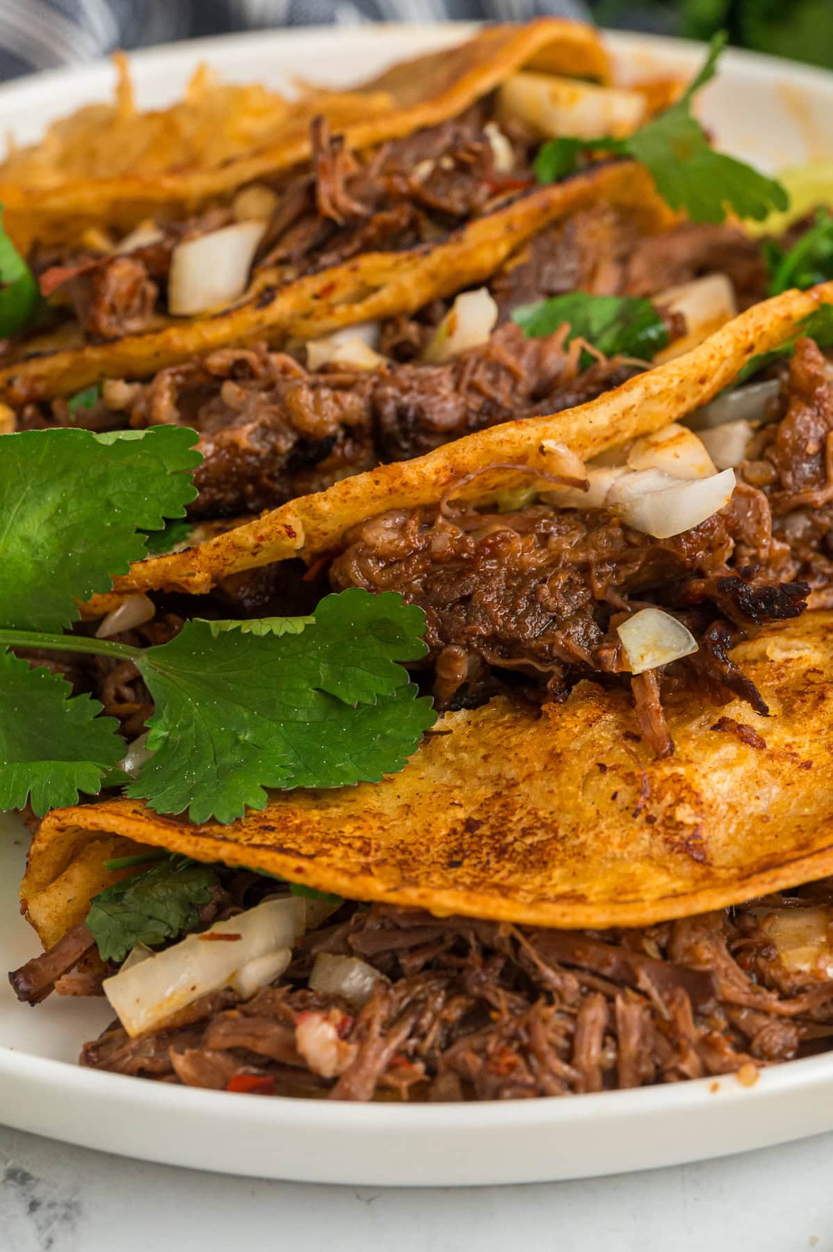 Close up of birria tacos on a white plate