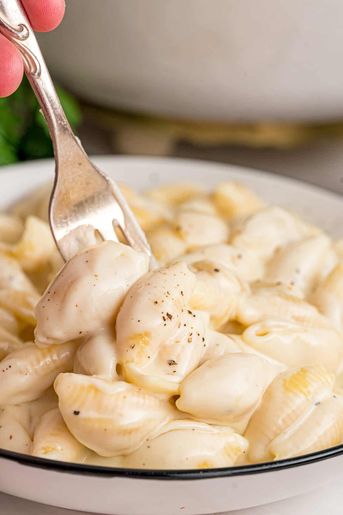 Tender shell pasta is coated in a thick, creamy white cheddar cheese sauce in this copycat Panera Mac and Cheese recipe. A fork in a bowl of panera mac and cheese